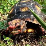 Profile Picture of Eric Stumbo (@tipsy_and_co._torts) on Instagram