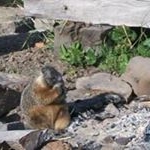 Profile Picture of Stephen Ohl (@stephenohl) on Instagram