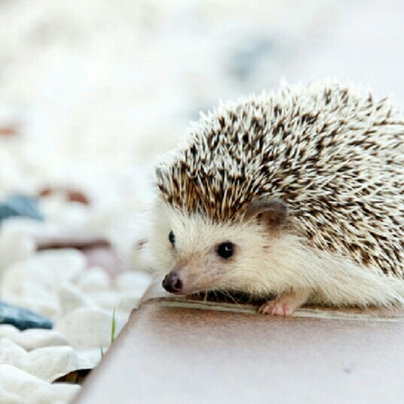 Profile Picture of Roshunda Mitchell (@rmmitchell28) on Poshmark