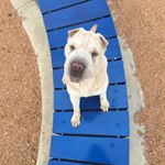 Profile Picture of Sage (@sageesharpei) on Instagram