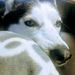 Profile Picture of Abigail Stuckemeyer (@abistuck) on Pinterest