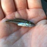 Profile Picture of Adam Jennings (@ablam_123) on Instagram