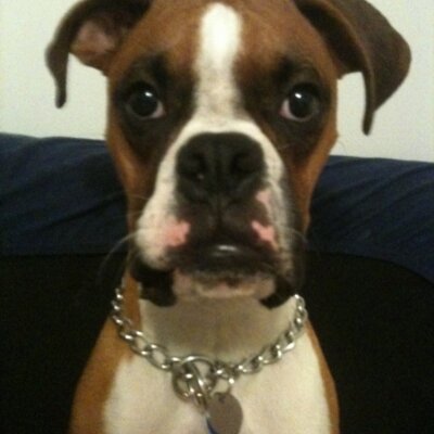 Profile Picture of Dave Von Steenburg (@poppyvon) on Twitter