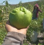 Profile Picture of Rogelio Damian (@rogelio.damian.434491) on Facebook