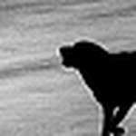 Profile Picture of javier guzman (@javier guzman fotografia) on Flickr