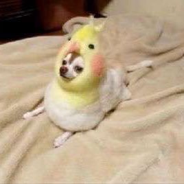 Bryant Santana  🐣 - Twitter Profile Picture of Bryant Santana  🐣 (@Bryant_Santana_) on Twitter