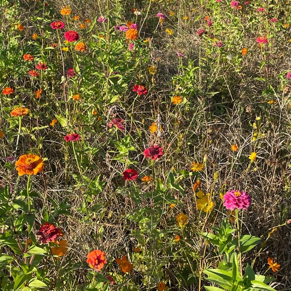 Profile Picture of Maisie Bleistine (@maibly1135) on Poshmark