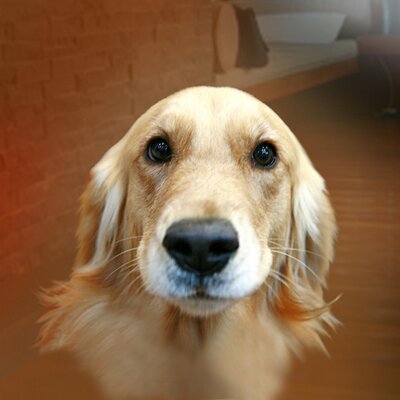 Profile Picture of Istudor Daryan (@IstudorDaryan) on Twitter