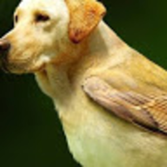 Profile Picture of David Ambroson (@dambro113) on Poshmark