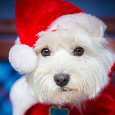 Profile Picture of MoMo Wonder Westie (@MoMoWestie) on Twitter