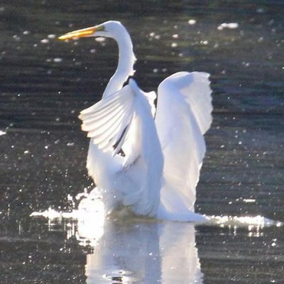 Profile Picture of Nancy Browne (@LibrarianNRB) on Twitter