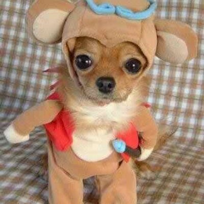 Profile Picture of Deb MS #FBPE #rejoin (@DeborahMayo1) on Twitter