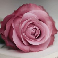 Profile Picture of Halima Muhammad (@halima-muhammad) on Quora