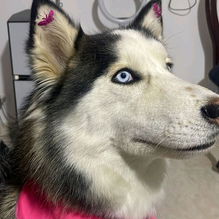 Profile Picture of Ascension Ramirez (@ascension.ramirez) on Tiktok