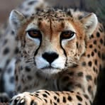 Profile Picture of Jeffrey Eggenberger (@jeffrey.eggenberger) on Facebook