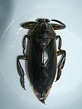 Profile Picture of Lethocerus indicuson Wikipedia