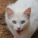 Profile Picture of Felipe Medeiros (@@pimpim) on Flickr