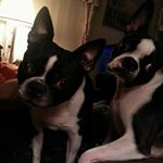 Profile Picture of Lori Hutcherson (@muletowngirl74) on Instagram