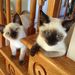 Profile Picture of Julie McKeown (@julie835) on Pinterest