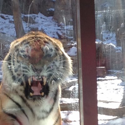 Profile Picture of Robert (@StableRoberto) on Twitter