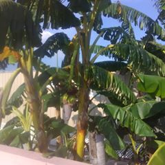 Scott Dee - Tiktok Profile Picture of Scott Dee (@scottdee2) on Tiktok