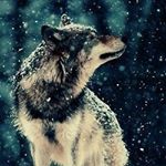 Profile Picture of Joshua Badgley (@josh_badgley) on Instagram