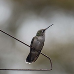 Profile Picture of Cathy Allen (@igjsxwmu17) on Flickr