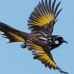Profile Picture of David Kent (@Birds of Australia) on Flickr