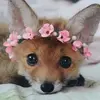 Profile Picture of Elsiefranklin (@elsiefranklin02) on Tiktok