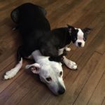 Profile Picture of Danielle Behrens (@dbehrens78) on Instagram