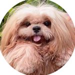 Profile Picture of tian mi mi (@mi.mi.dog) on Instagram