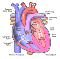 Profile Picture of Mitral valve repairon Wikipedia