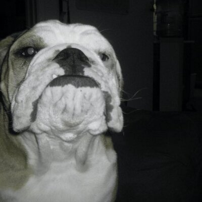 Profile Picture of Brittany Winkelman (@Animal_Lifeline) on Twitter