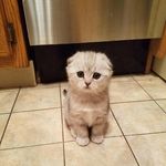 Profile Picture of Ona the Scottish Fold (@onathescottishfold) on Instagram