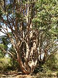 Profile Photo of Eucalyptus cloezianaon Wikipedia