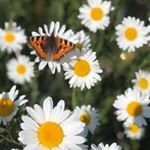 Profile Picture of Molly Andrew [Work Account] (@mollyzoephotography) on Instagram