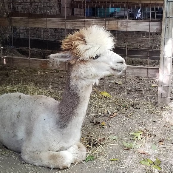 Profile Picture of Adrian Pitcher (@adryanpitcher) on Poshmark