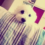 Profile Picture of stella beste hab dich lieb❤ (@vivien_schneider_) on Instagram