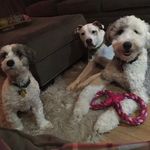 Profile Picture of Trav Henley and Jen Shotwell (@thedogtourage) on Instagram