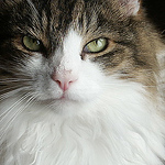 Profile Picture of Jo Batey (@hello_earth ) on Flickr