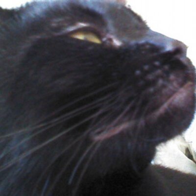 Profile Picture of Brian W Doss (@biodoss) on Twitter