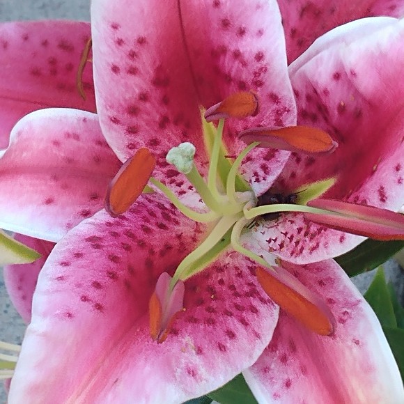 Profile Picture of Kelly Keosky (@kellykeosky) on Poshmark