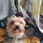 Carol Nutella - Instagram Profile Picture of Carol Nutella (@nutella.carol) on Instagram