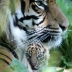 Profile Picture of Chrissy Torrence (@strong_tigress) on Instagram