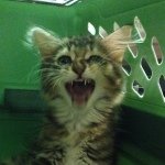 Profile Picture of Birdie May Horton (@birdiemayhorton) on Instagram