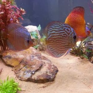 Profile Picture of Domenico Rotolo (@domenico.rotolo4) on Tiktok