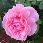 Doyle Strickland Photography - Instagram Profile Picture of Doyle Strickland Photography (@doylestricklandphotos) on Instagram