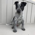 Profile Picture of Doc Holliday (@adventureswithdoc) on Instagram