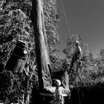 Profile Picture of Richard Payne (@treesurgeryiow) on Instagram