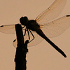Profile Picture of mksn (@mksn) on Flickr
